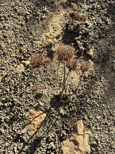 Salvia columbariae, photograph 6