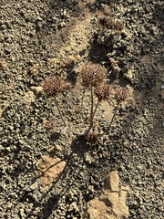 Salvia columbariae, photograph (c) Sula Vanderplank, some rights reserved (CC BY)