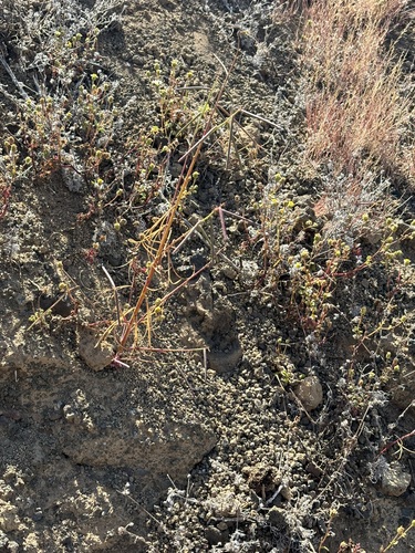 Eulobus californicus, photograph 3