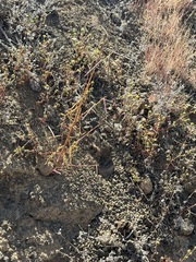 Eulobus californicus, photograph (c) Sula Vanderplank, some rights reserved (CC BY)