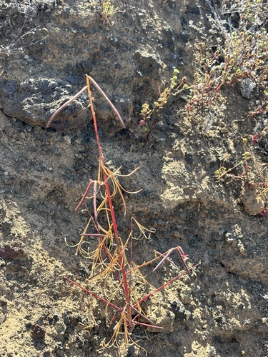 Eulobus californicus, photograph 4