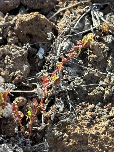 Camissoniopsis lewisii (Camissoniopsis lewisii)