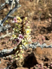 Aesculus parryi