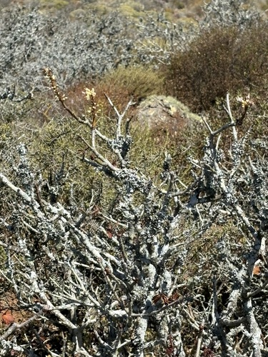 Aesculus parryi, photograph 2