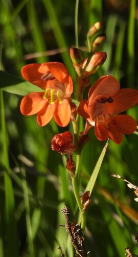 Tritonia laxifolia, photograph 4