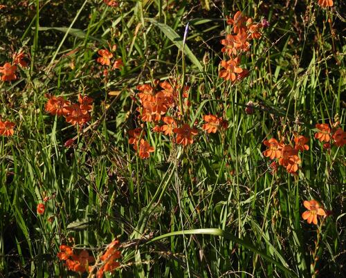 Tritonia laxifolia, photograph 3