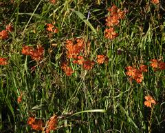 (c) Henry de Lange, some rights reserved (CC BY) Tritonia laxifolia, photograph (c) Henry de Lange, some rights reserved (CC BY)