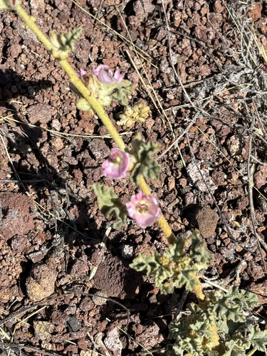Sphaeralcea fulva, photograph 1