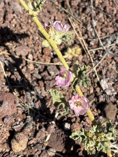 Sphaeralcea fulva, photograph 3