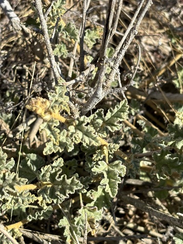 Sphaeralcea fulva, photograph 2