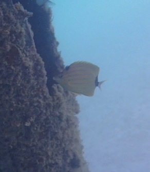 Chaetodon fremblii observed 2026-08-10