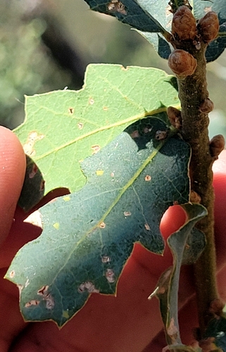 iNaturalist observation photo of Dumosae