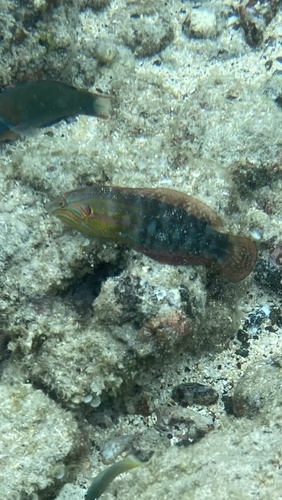 Coris venusta observed 2026-08-10