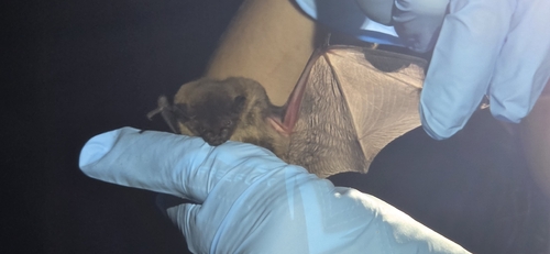 Evening Bat observed by pennyflip