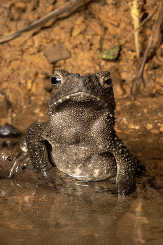 Giant River Toad, Phrynoidis juxtasper