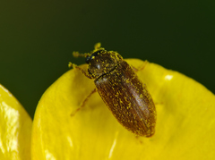 Byturus ochraceus