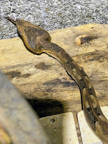 Rainforest Hognose Viper