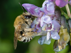 Eucera nigrescens