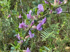 Chamaecytisus purpureus