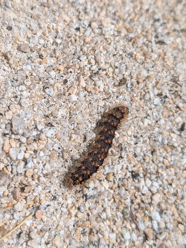 iNaturalist observation photo of Lupine Dagger