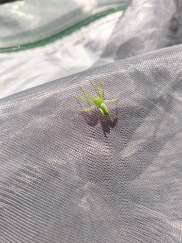 Green Huntsman Spider
