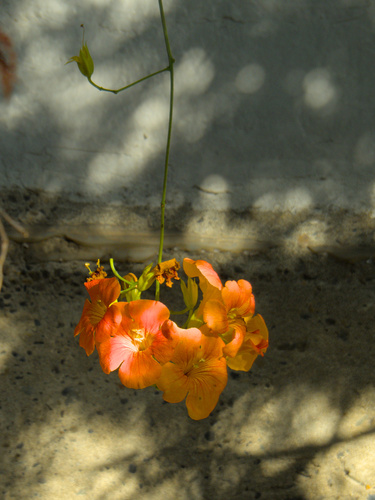 Campsis grandiflora