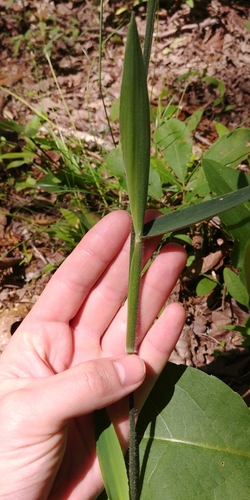 Image of Dichanthelium ravenelii by (c) Briggs Armstrong, some rights reserved (CC BY)