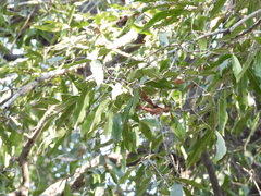 Diospyros mespiliformis, photograph (c) Mark Clarke, some rights reserved (CC BY)