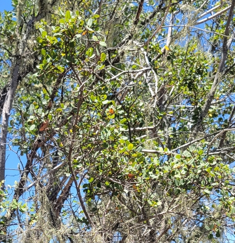 iNaturalist observation photo of hollyleaf redberry