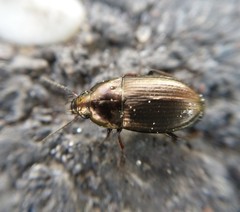 Amara spreta