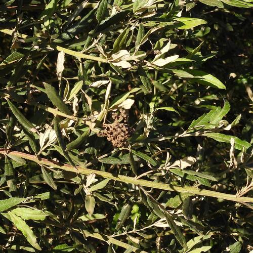 Buddleja saligna, photograph 6