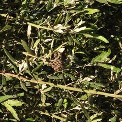 Buddleja saligna, photograph (c) Henry de Lange, some rights reserved (CC BY)