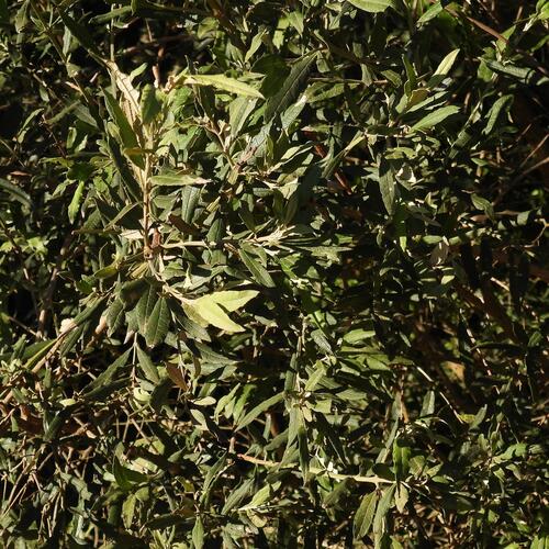 Buddleja saligna, photograph 5