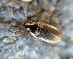 Amara spreta