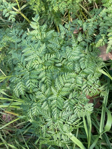 poison hemlock
