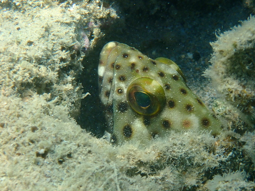 Epinephelus corallicola observed 2026-08-11