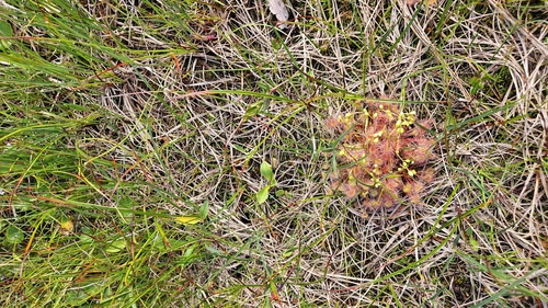 round-leaved sundew
