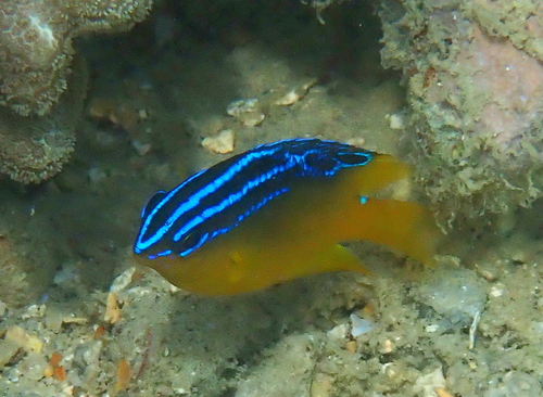 Bluespot damsel (Pomacentrus grammorhynchus) — Pomacentridae — 2
