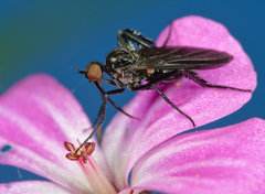 Empis pennipes
