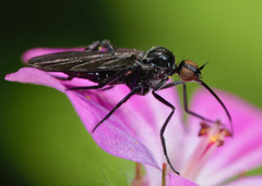 Empis pennipes