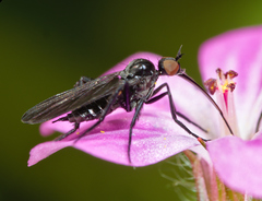Empis pennipes