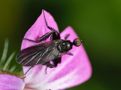 Empis pennipes