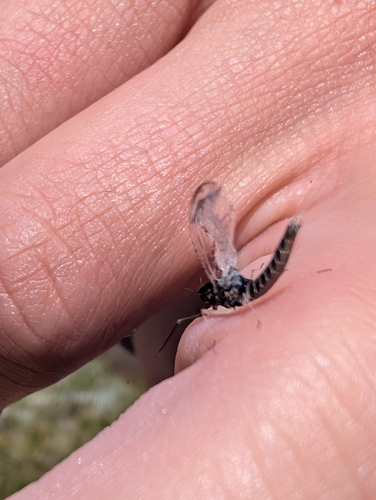 iNaturalist observation photo of Red Speckled Dun