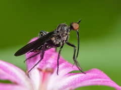 Empis pennipes