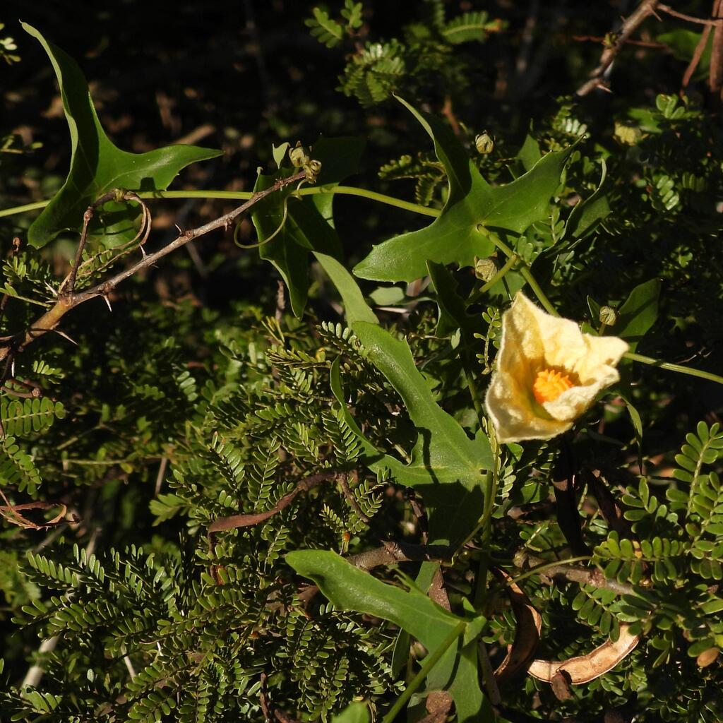 Coccinia quinqueloba; photograph (c) Henry de Lange, some rights reserved (CC BY)