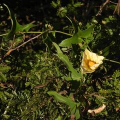 Coccinia quinqueloba
