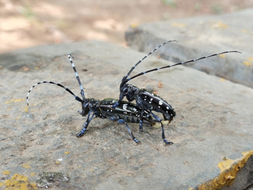 Asian Longhorned Beetle