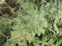 Chaerophyllum aureum