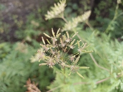 Chaerophyllum aureum, photograph (c) Евгений Маринкин, some rights reserved (CC BY)