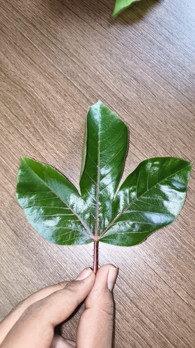 Bellyache Bush